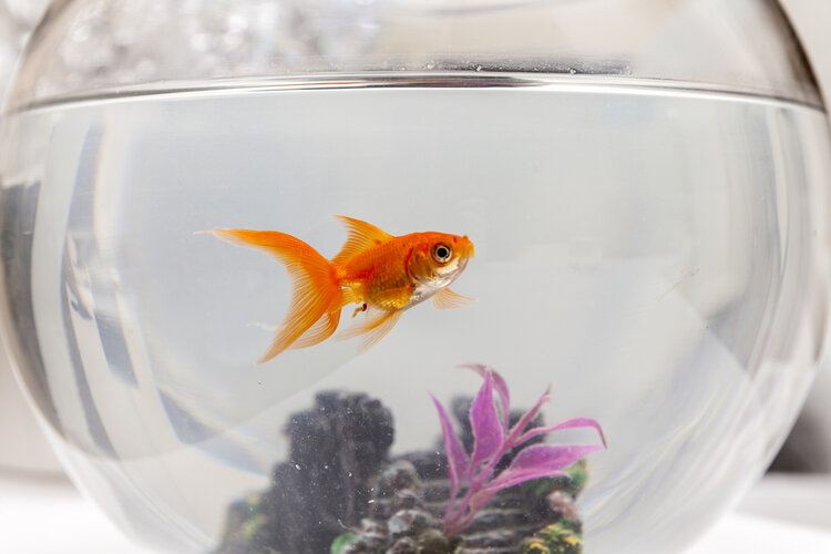 Goldfish Bowls Through History: Exploring Their Interesting Past