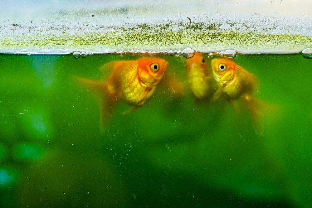 Why is My Fish Tank Cloudy? (Simple Reasons & Easy Solutions)