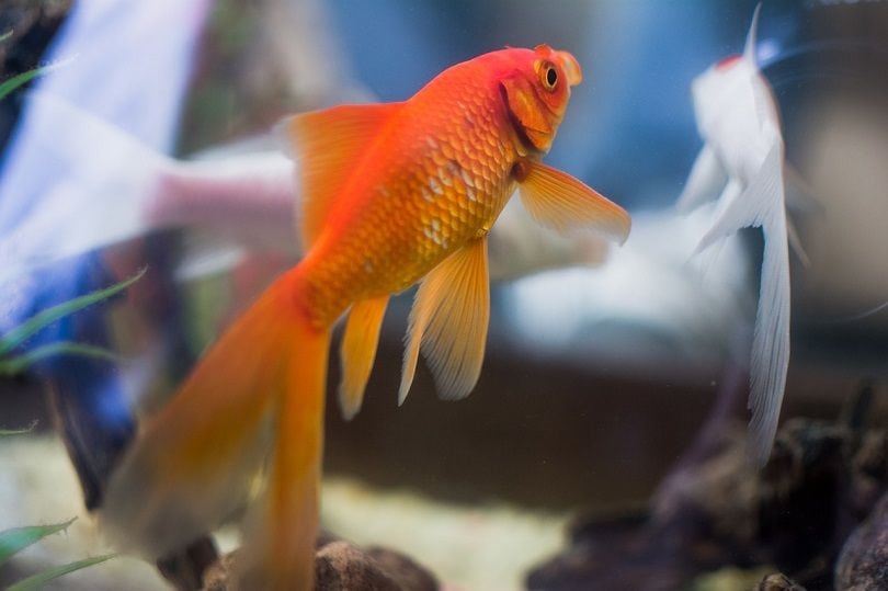 Can Goldfish See Color? Facts & FAQs