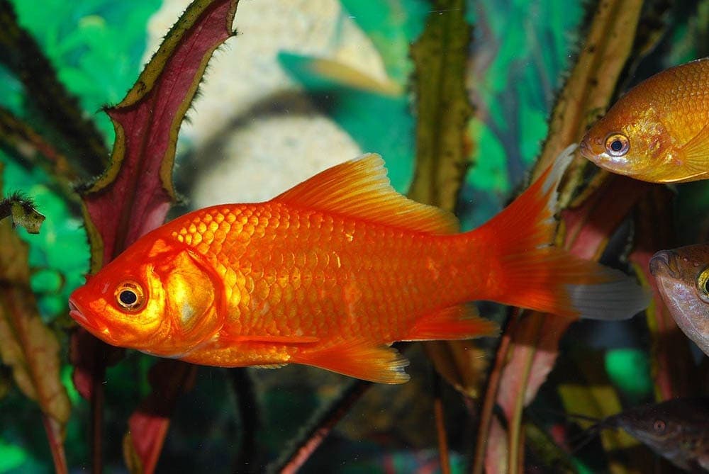 7 Best Goldfish Tank Backgrounds in 2026 - Reviews & Top Picks