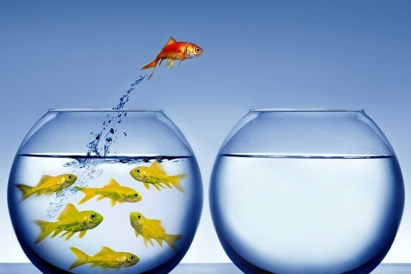 How to Train Your Goldfish: 6 Tips & Tricks