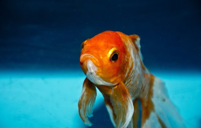 Why is My Goldfish Losing Scales? Reasons, Factors, & FAQ