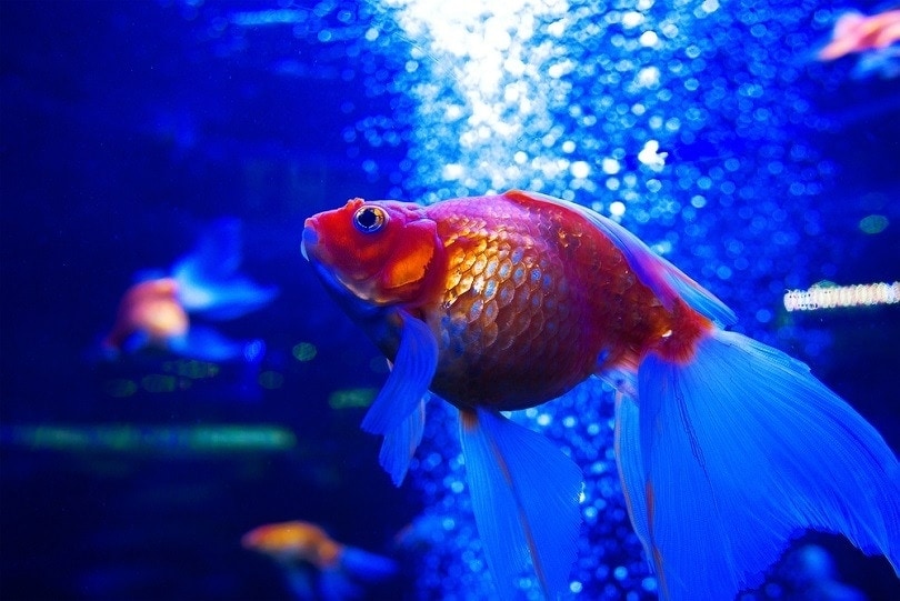 How to Soften Aquarium Water - 7 Easy Ways (with Pictures)