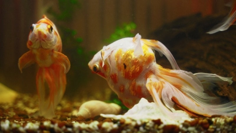 Why Is My Goldfish Swimming Upside Down? 8 Vet-Reviewed Causes & Advice