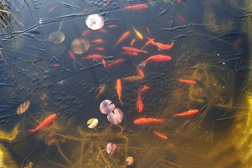 Can Goldfish Survive Being Frozen? Vet-Approved Safety Information