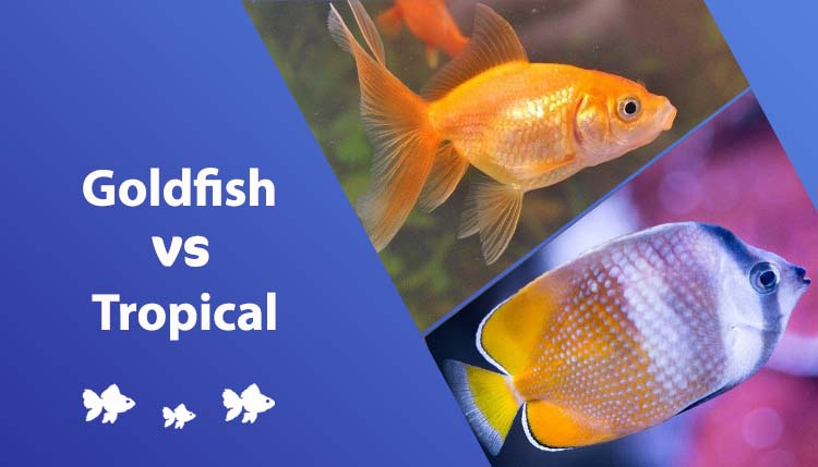 Goldfish vs Tropical Fish: Which Pet is Best for You? (With Pictures)
