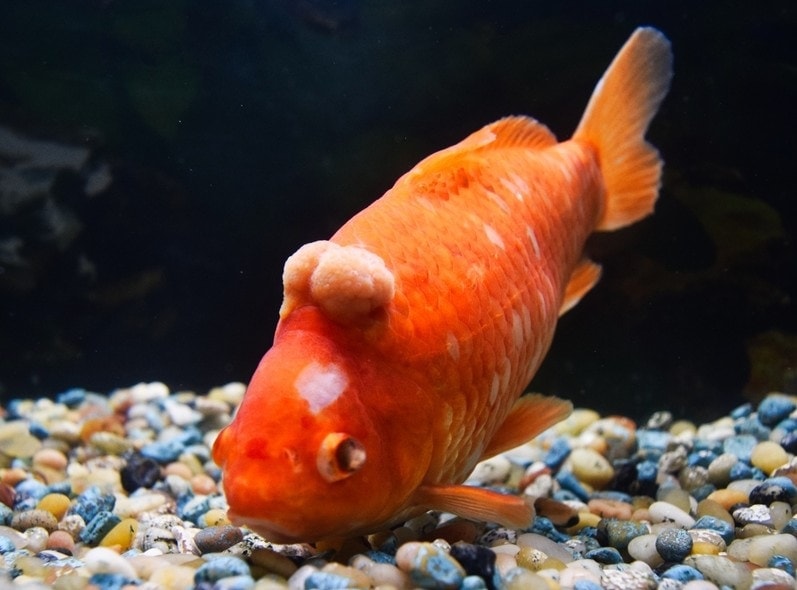 Goldfish Tumors: Causes, Signs & Care (Vet Answer)