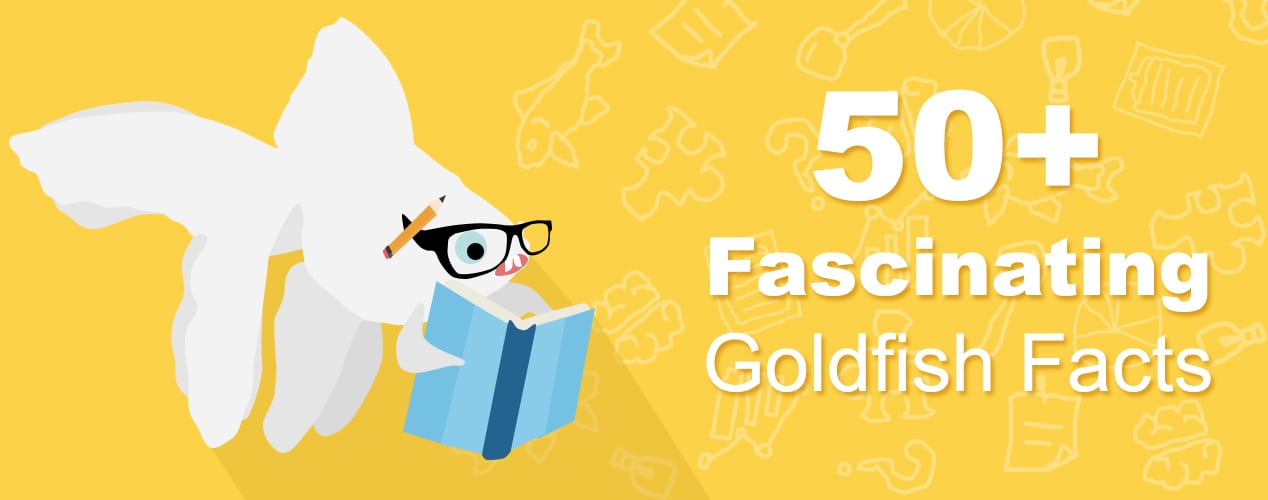 50+ Fun Facts About Goldfish You Probably Didn't Know