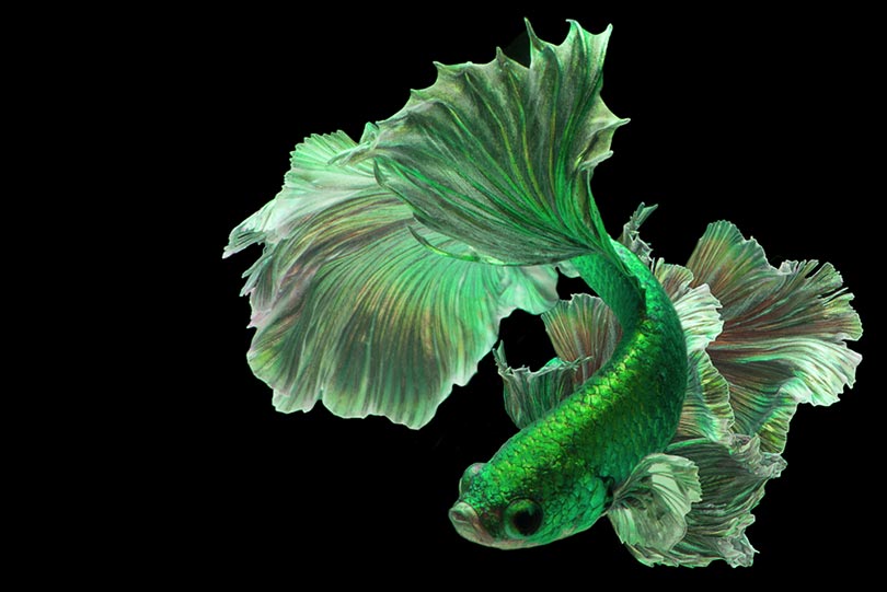 Green Betta Fish: Care Guide, Varieties, & Lifespan (With Pictures)