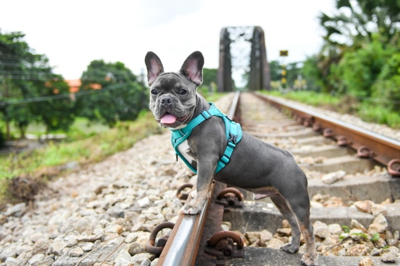 Grey French Bulldog: Info, Pictures, Traits, & Facts