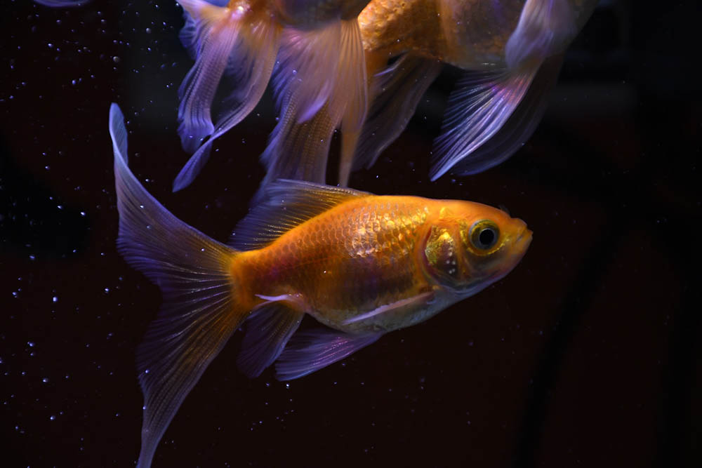 Goldfish Anatomy: Body, Eyes, Gills & More (Diagram Included)