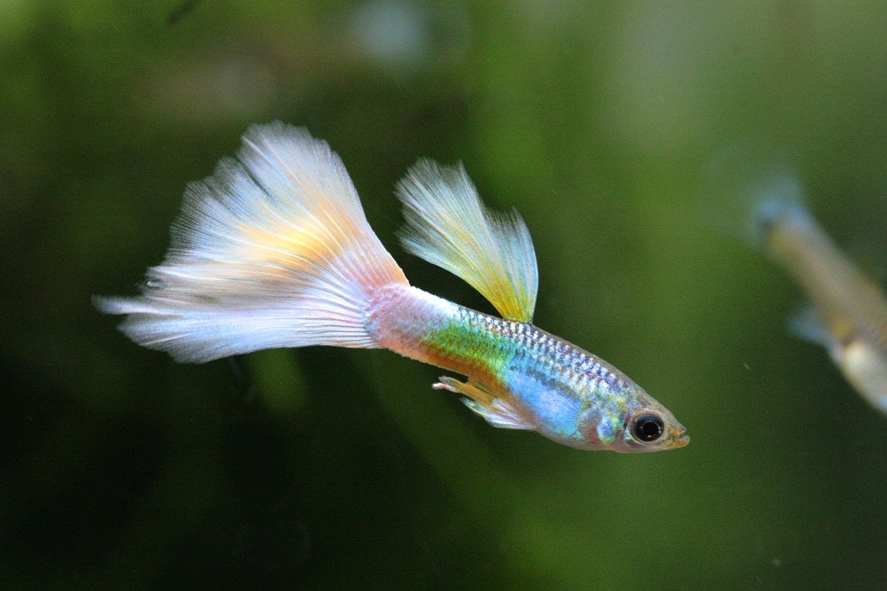 How Long Do Guppies Live? Average Lifespan, Data & Care