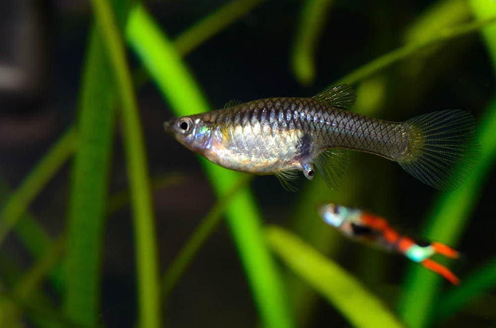 8 Aquarium Fish That Give Live Birth (Livebearers)