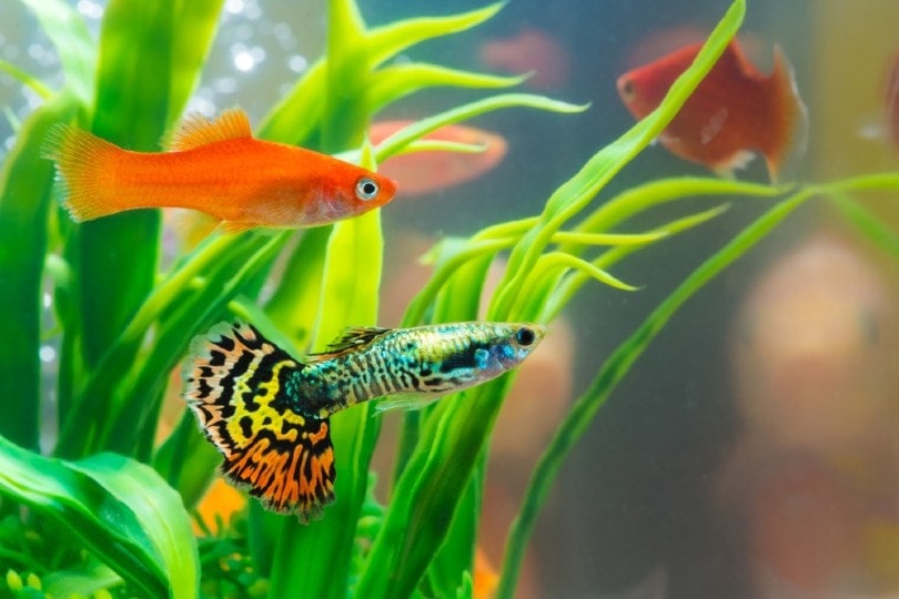 12 Great Fish For 29 & 30 Gallon Tanks (With Pictures)