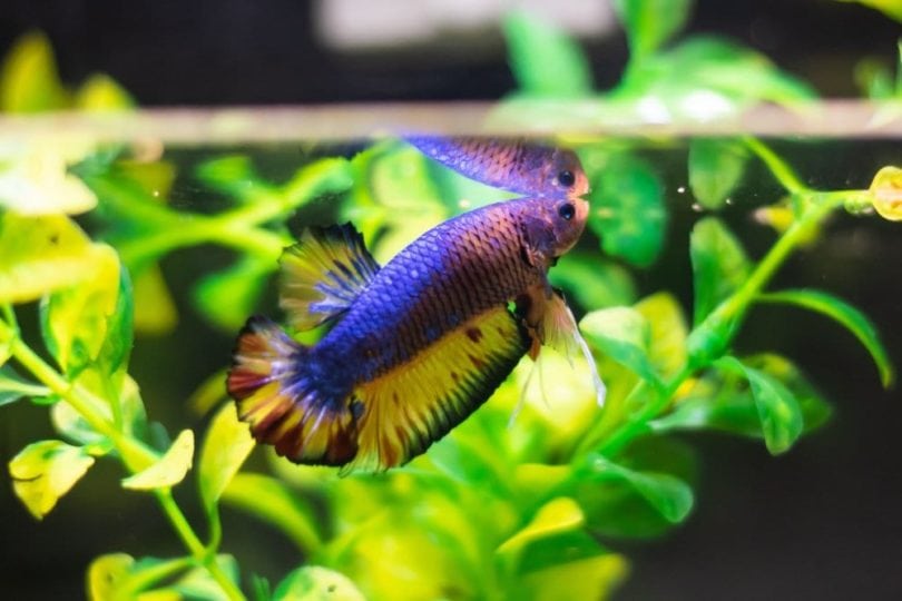Betta Fish Temperature Shock: Causes, Signs & Treatment (Vet Answer)