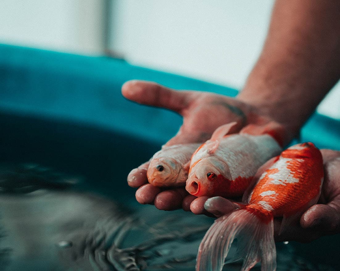How to Give a Fish CPR: Our Vet Explains (With Pictures)