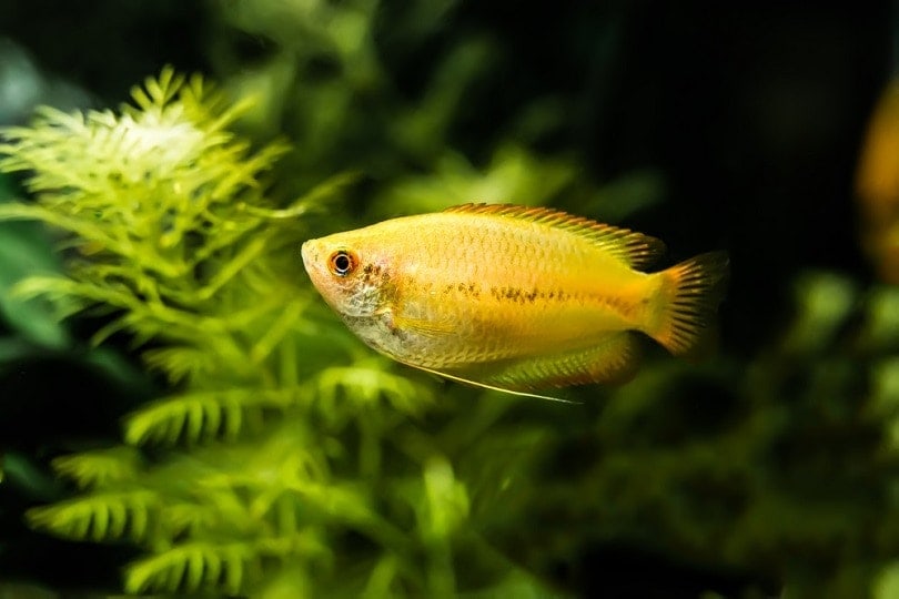 12 Tank Mates for Sunset Honey Gouramis (With Pictures)