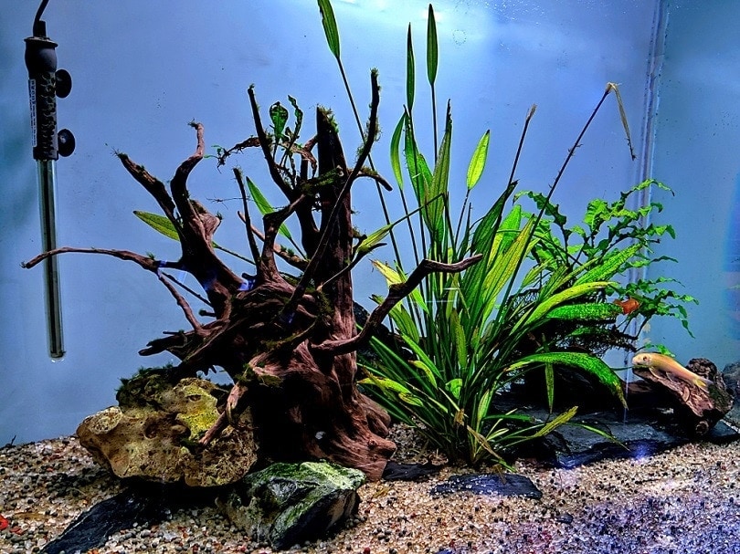 4 DIY Aquarium Themes & 11 Ideas To Inspire You To Create Your Own