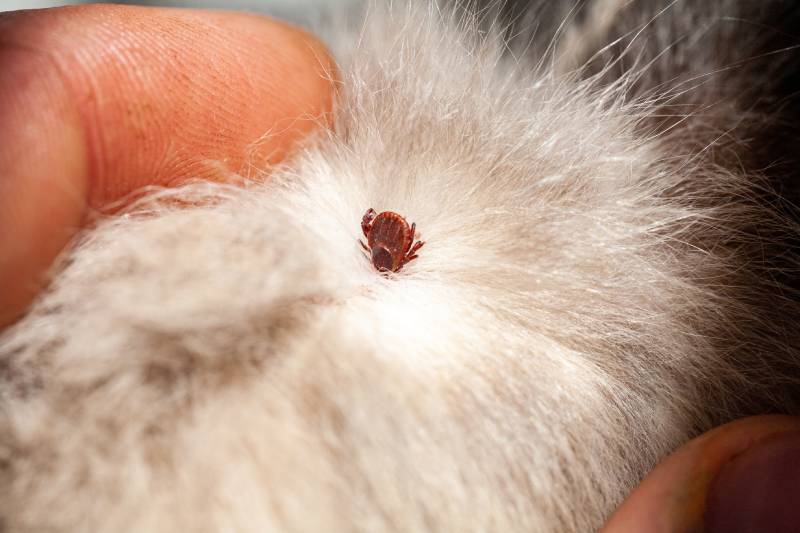 Lyme Disease in Dogs: Causes, Signs & Treatments (Vet Answer)