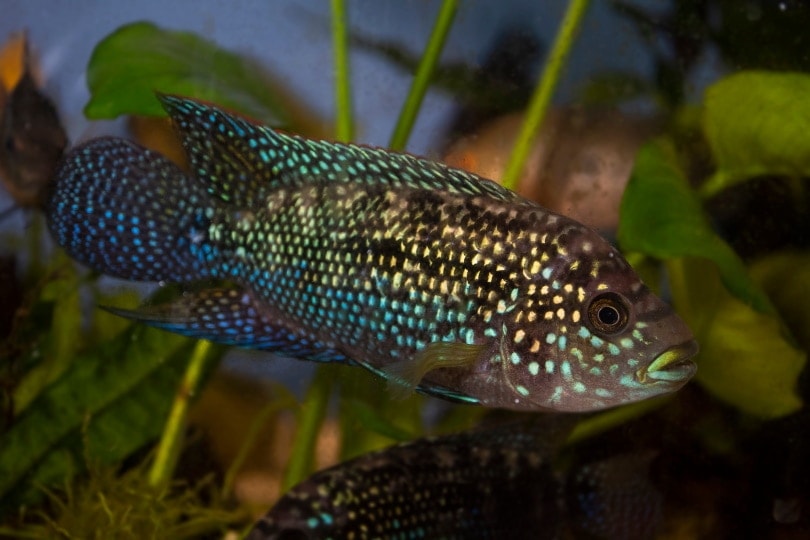 23 Great Jack Dempsey Cichlid Tank Mates (Compatibility Guide 2026)