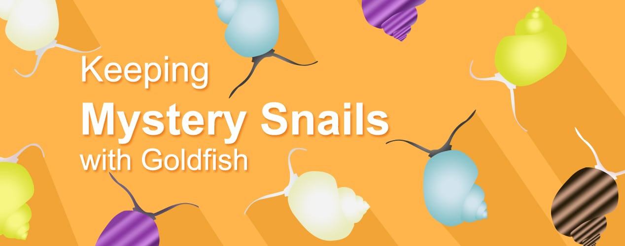 Can Mystery Snails Live With Goldfish? What You Need to Know!