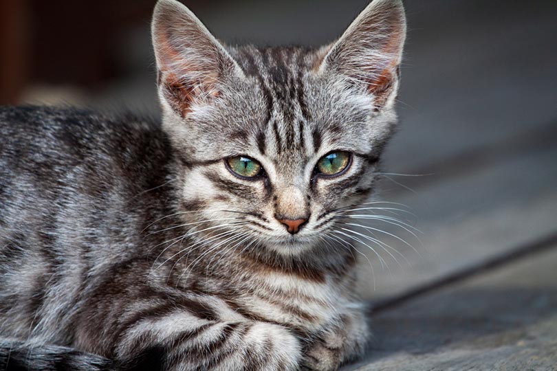 Why Are There Lumps and Bumps On My Cat’s Skin? Our Vet Answers
