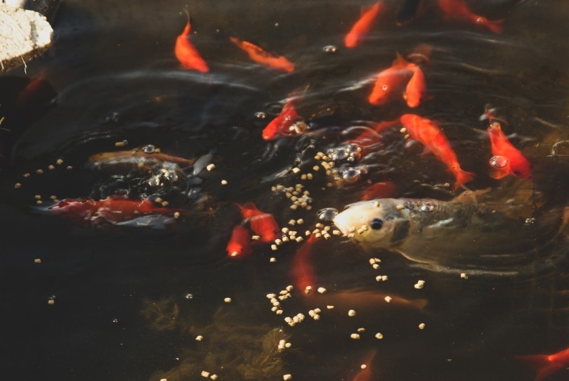 What Do Koi Fish Eat? Nutrition Facts & FAQ