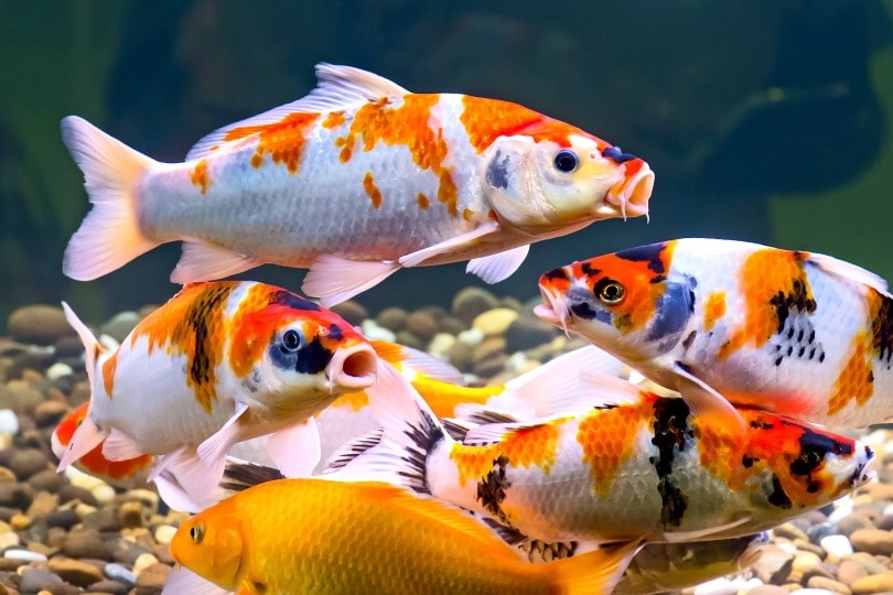 10 Most Expensive Koi Fish in the World (With Pictures)