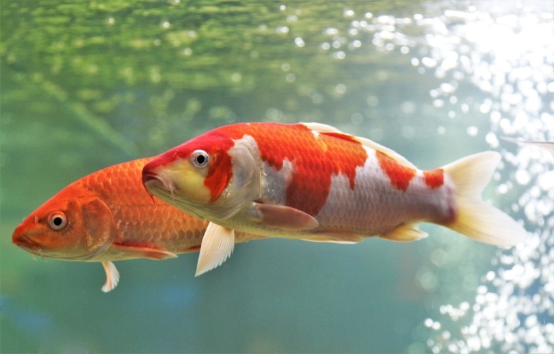 How Much Does a Koi Fish Cost? 2026 Price Guide