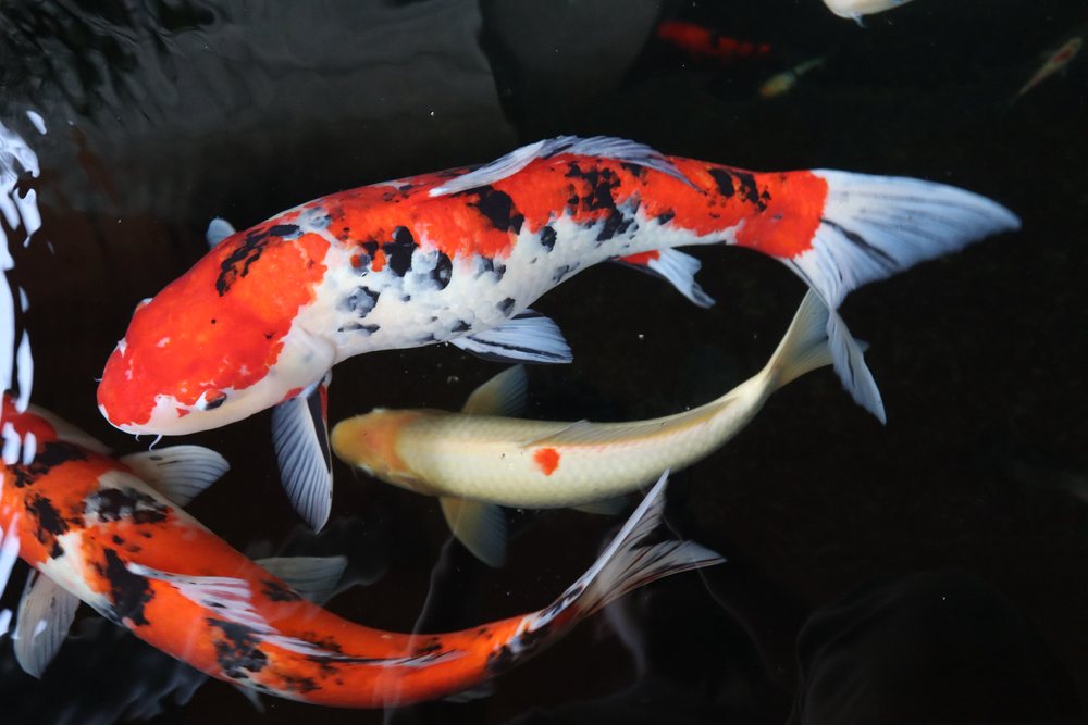 How Big Can Koi Fish Get? Growth Rate & FAQs