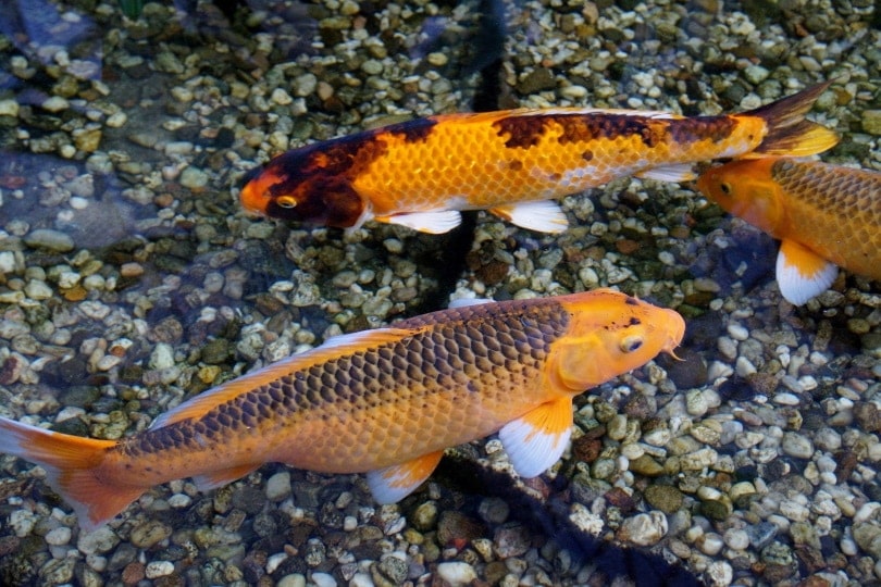 5 Great Tank Mates for Koi Fish (With Pictures)