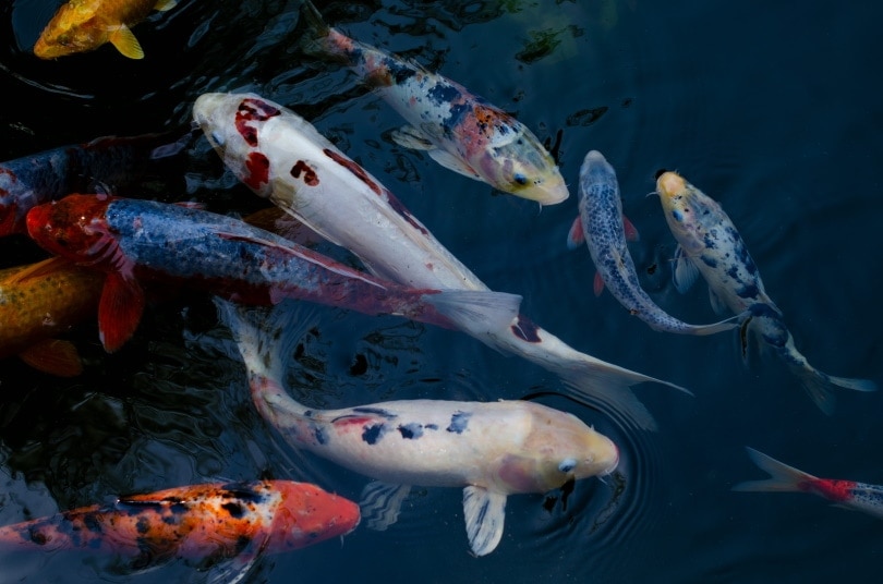 5 Rarest Koi Fish (With Pictures)