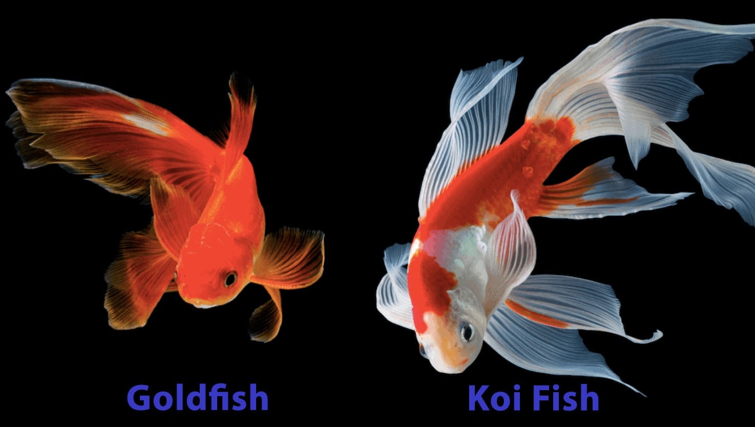 Goldfish & Koi Breeding Together: Truth or Tale?