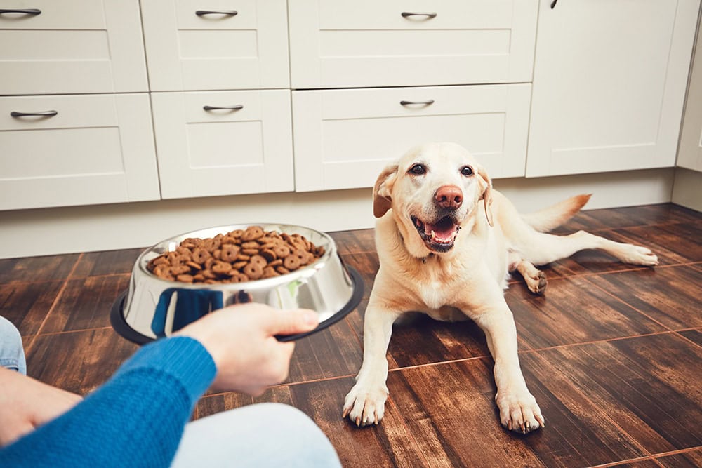 5 Best Goat Dog Foods in 2026 - Reviews & Top Picks