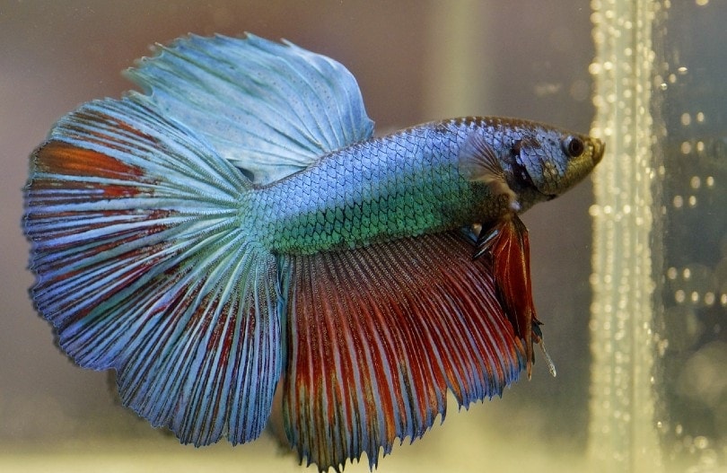 Depressed Betta Fish: Signs, Causes & Treatments
