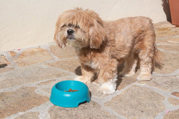 Why Does My Dog Throw Up After Eating? 8 Potential Vet-Approved Reasons