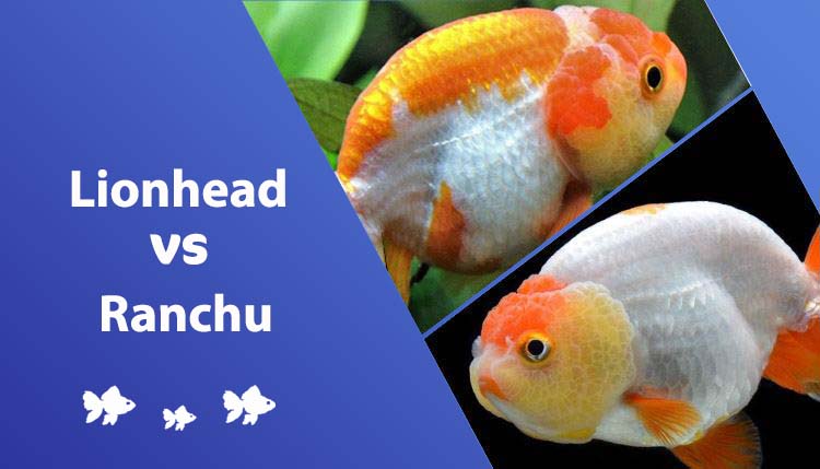 Ranchu vs Lionhead Goldfish: What’s the Difference?