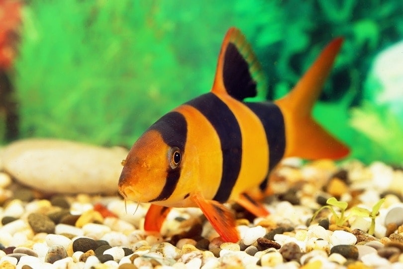 Loaches: Care Guide, Types, Lifespan & More (With Pictures)