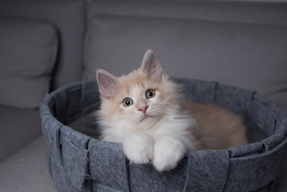 10 Best Cat Beds for Maine Coons - 2026 Reviews & Top Picks (Vet-Reviewed)