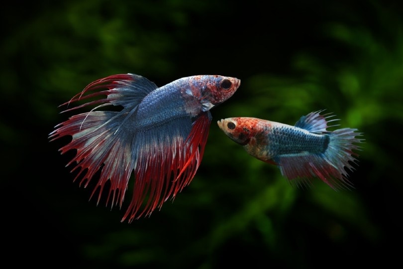 5 Ways to Make a Betta Fish Happy: Facts & FAQs