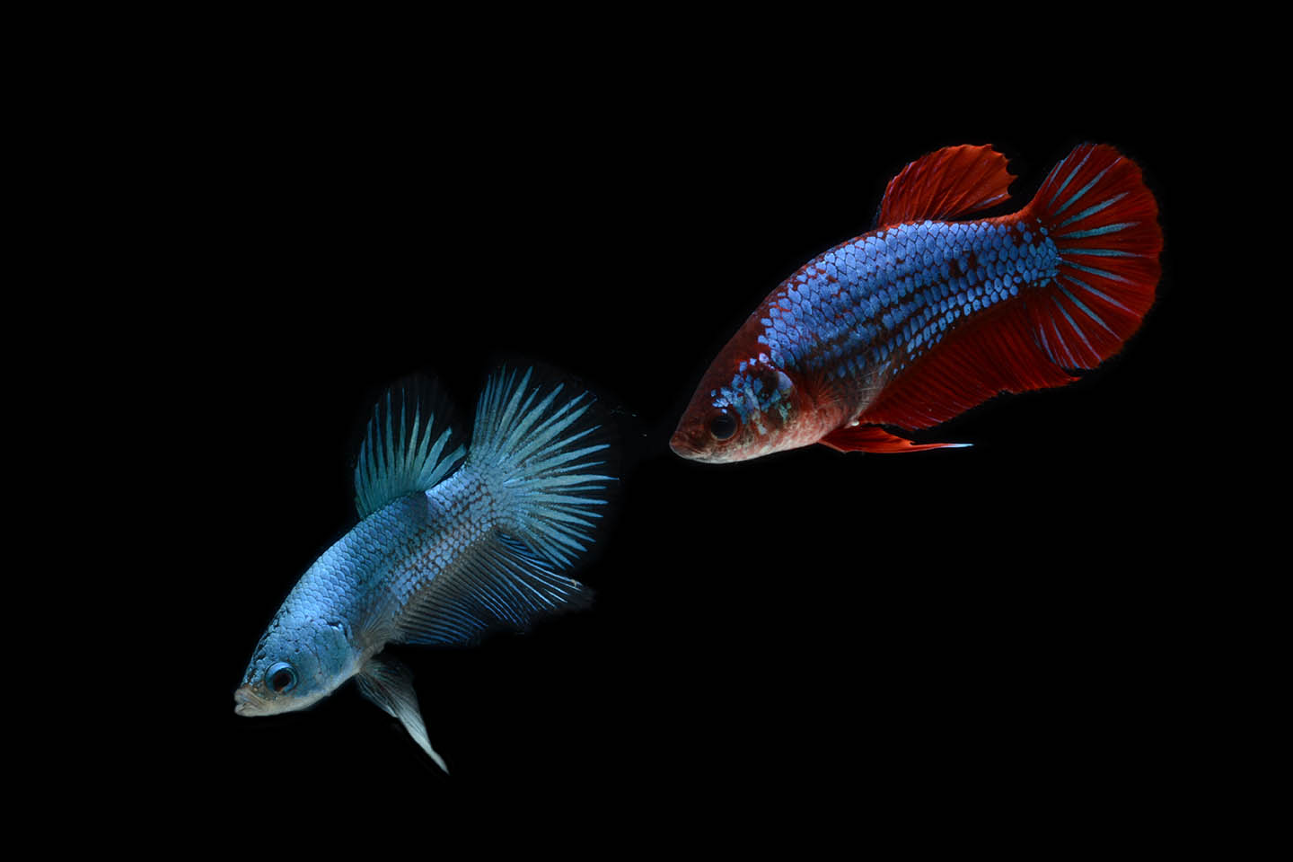 How Do Betta Fish Reproduce? Here's The Answer!