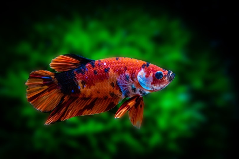 Galaxy Koi Betta Fish: Care Guide, Varieties, Pictures & Lifespan