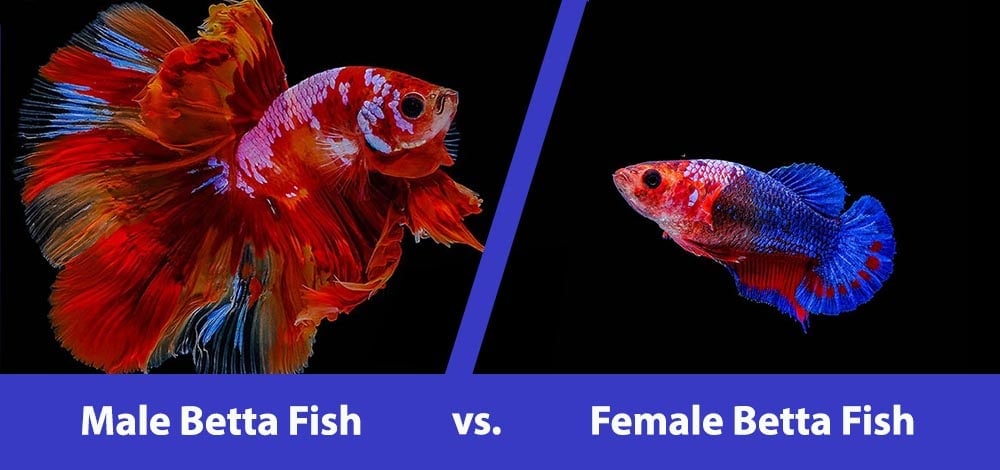 Male vs Female Betta Fish: What’s The Difference (With Pictures)