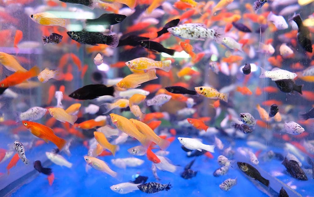 5 Fish for 2 & 2.5-Gallon Tanks (With Pictures)