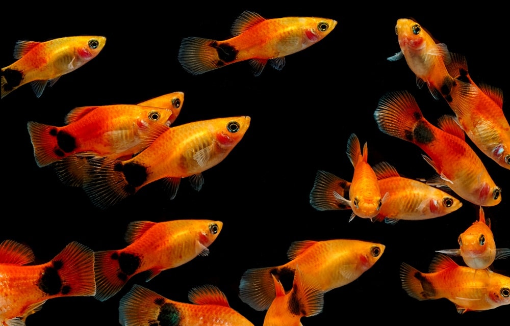 6 Best Fish Foods For Mollies in 2026 - Reviews & Top Picks