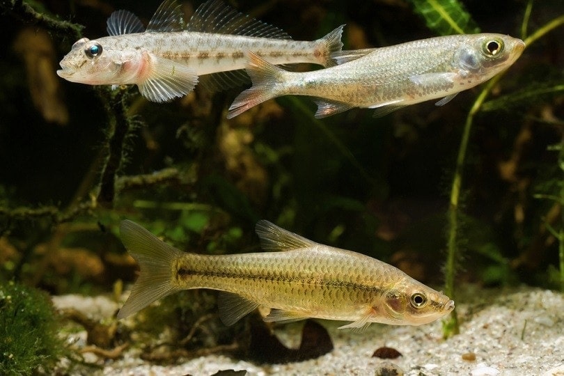 9 Freshwater Goby Species for Your Aquarium (With Info & Pictures)
