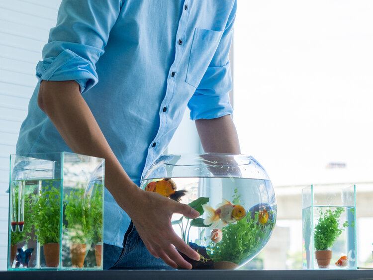 Do Goldfish Grow to the Size of their Tank? 3 Myths Debunked