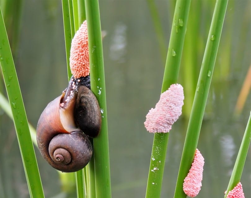 Mystery Snail Eggs: Hatching Tips, Characteristics & Care Guide (Vet-Verified)