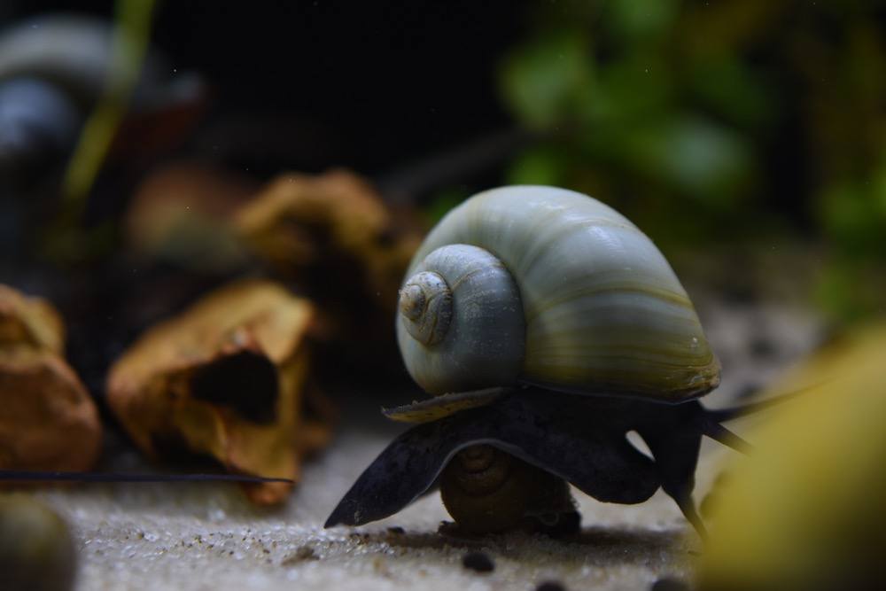 Blue Mystery Snail: Care Guide + Where to Buy (Pomacea Diffusa) (with Pictures)