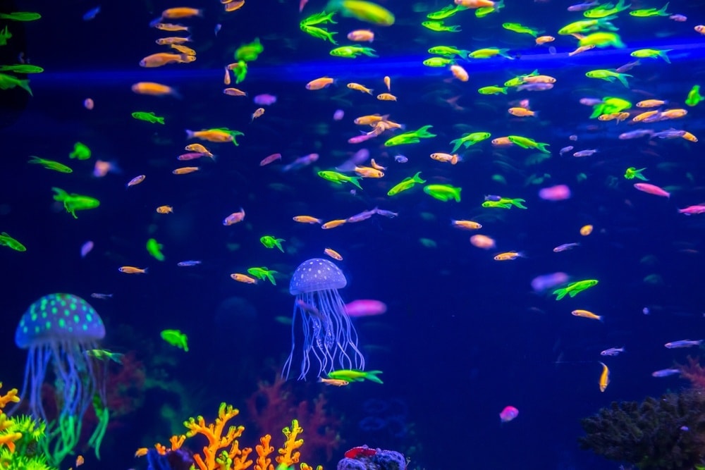 How Do Neon Fish Get Their Color? Most Common Reasons